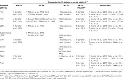 Regulation Mechanisms of Expression and Function of Organic Cation Transporter 1